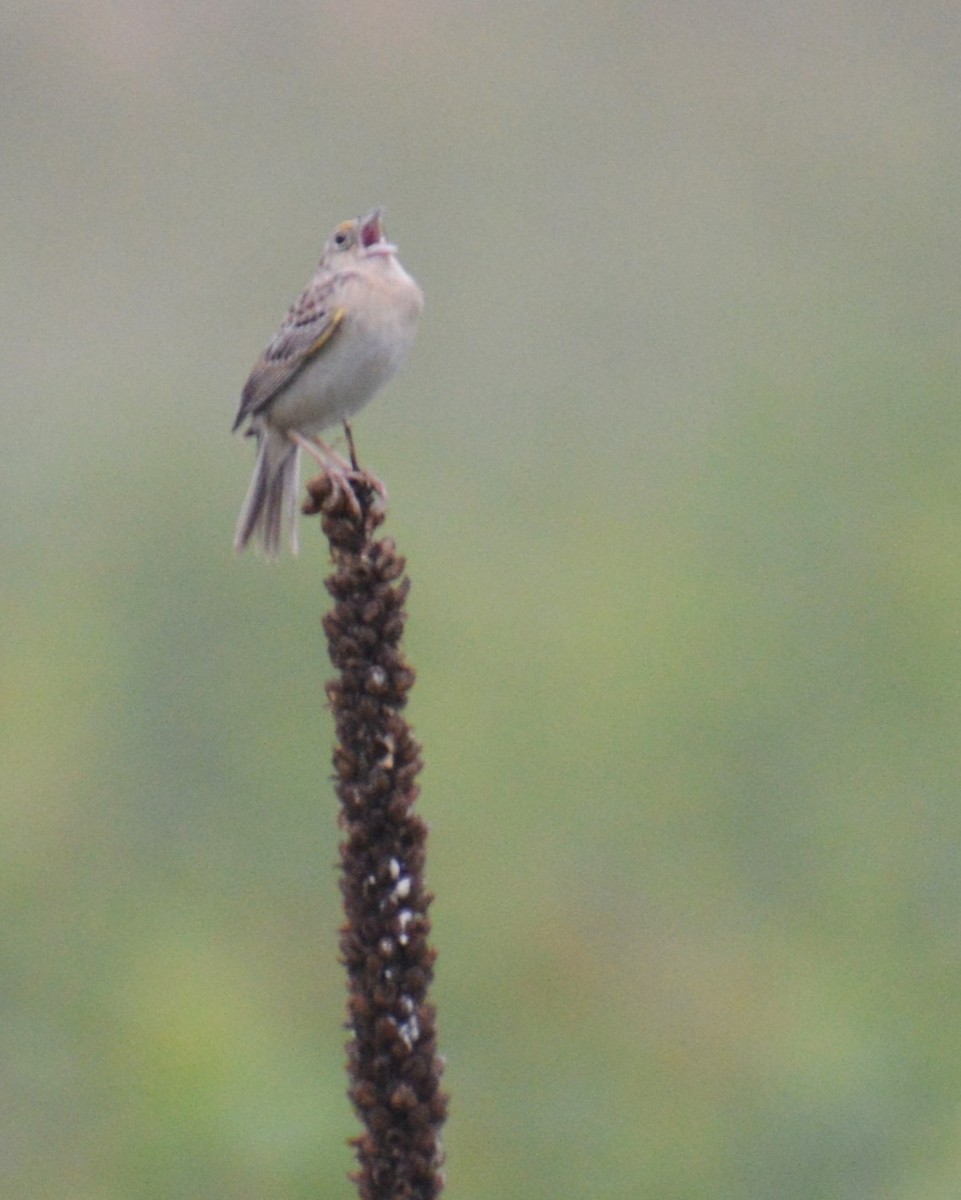 Grasshopper Sparrow - ML620814398