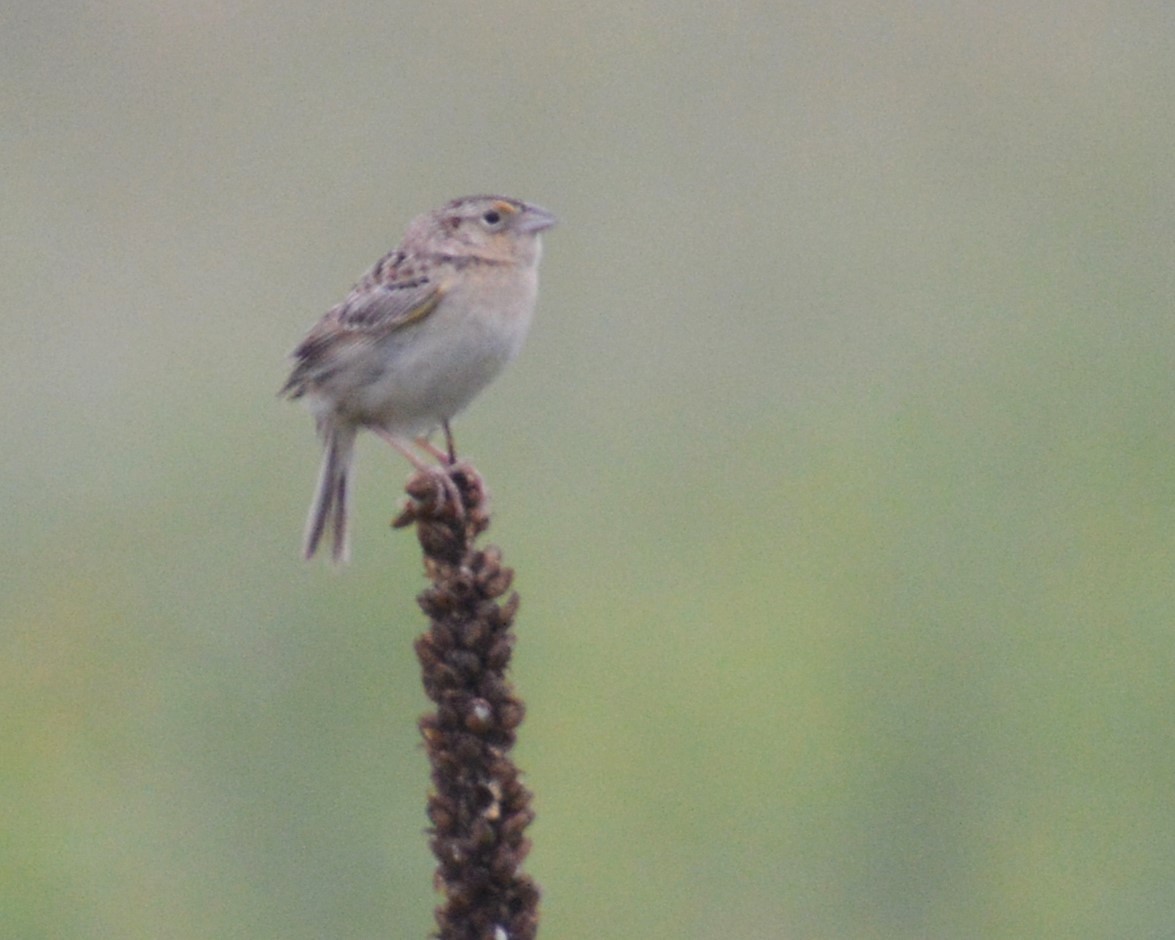 Grasshopper Sparrow - ML620814399
