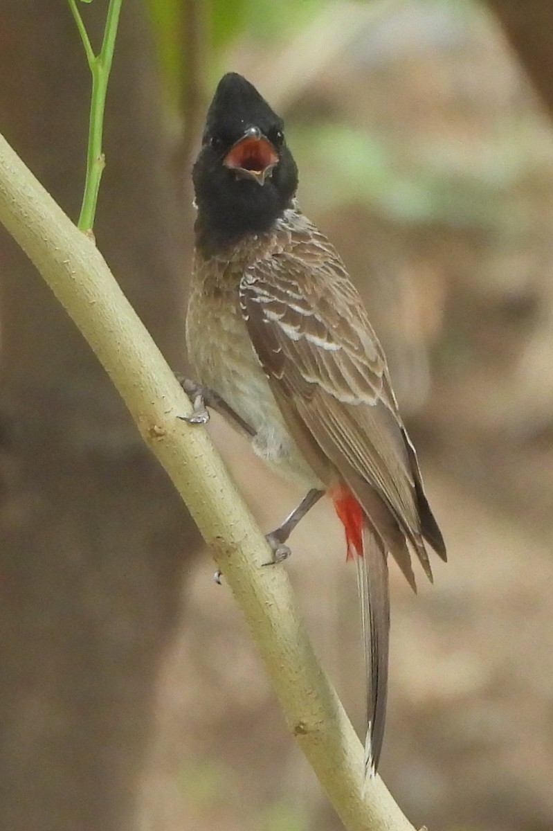 Red-vented Bulbul - ML620814458