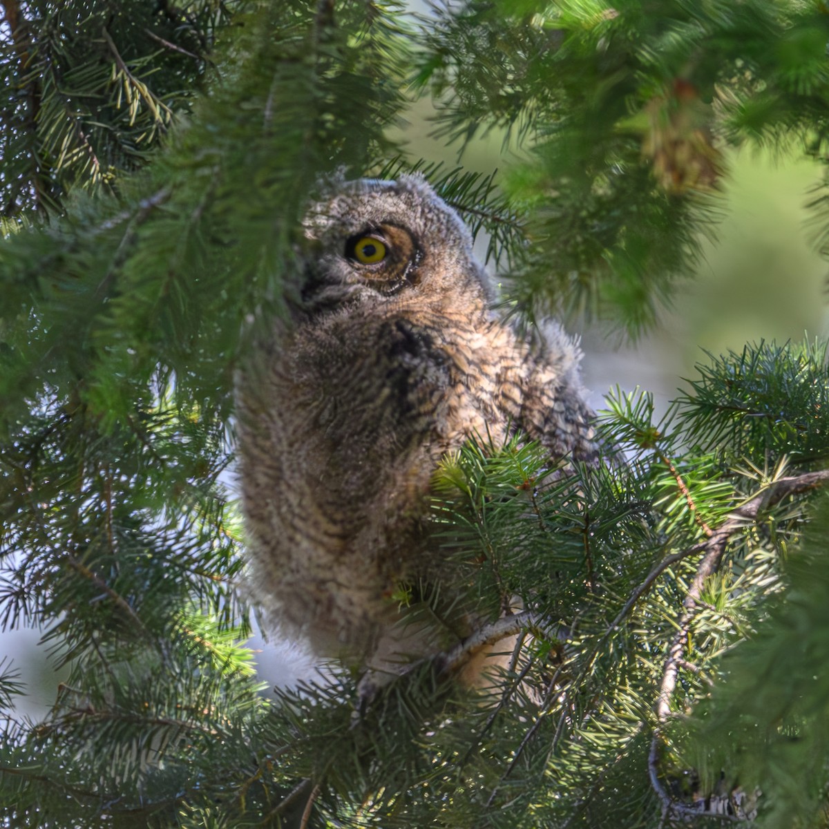 Great Horned Owl - ML620814491