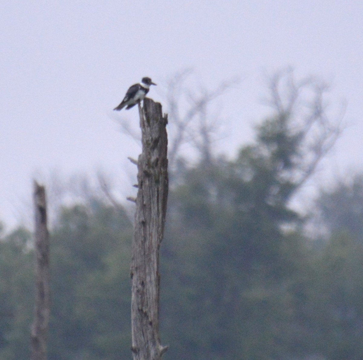 Belted Kingfisher - ML620814510