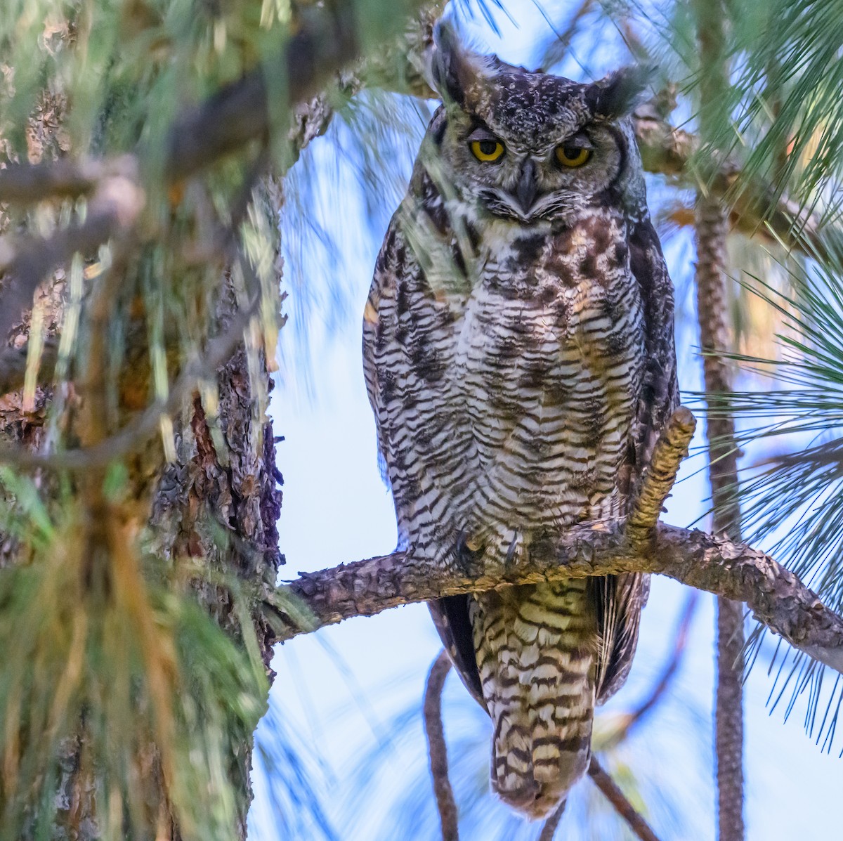 Great Horned Owl - ML620814512