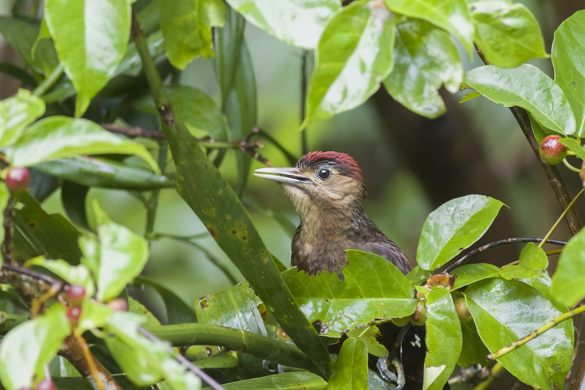 Okinawa Woodpecker - ML620814520