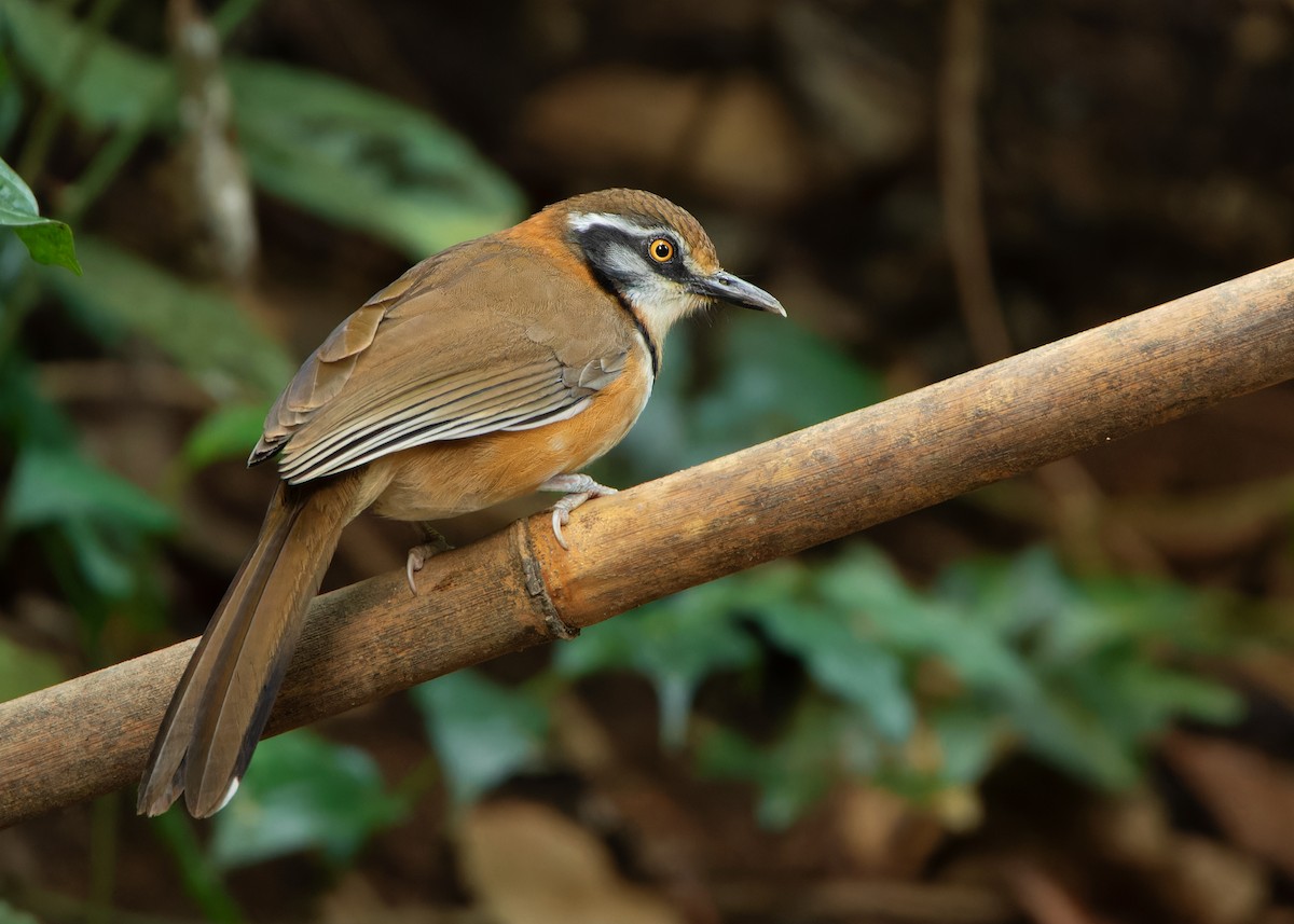 Lesser Necklaced Laughingthrush - ML620814525