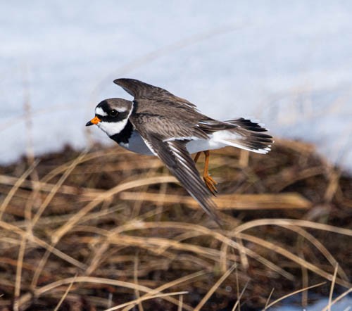 Common Ringed Plover - ML620814528