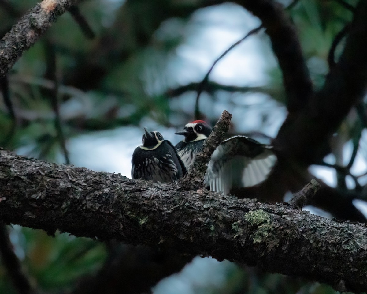 Acorn Woodpecker - ML620814531