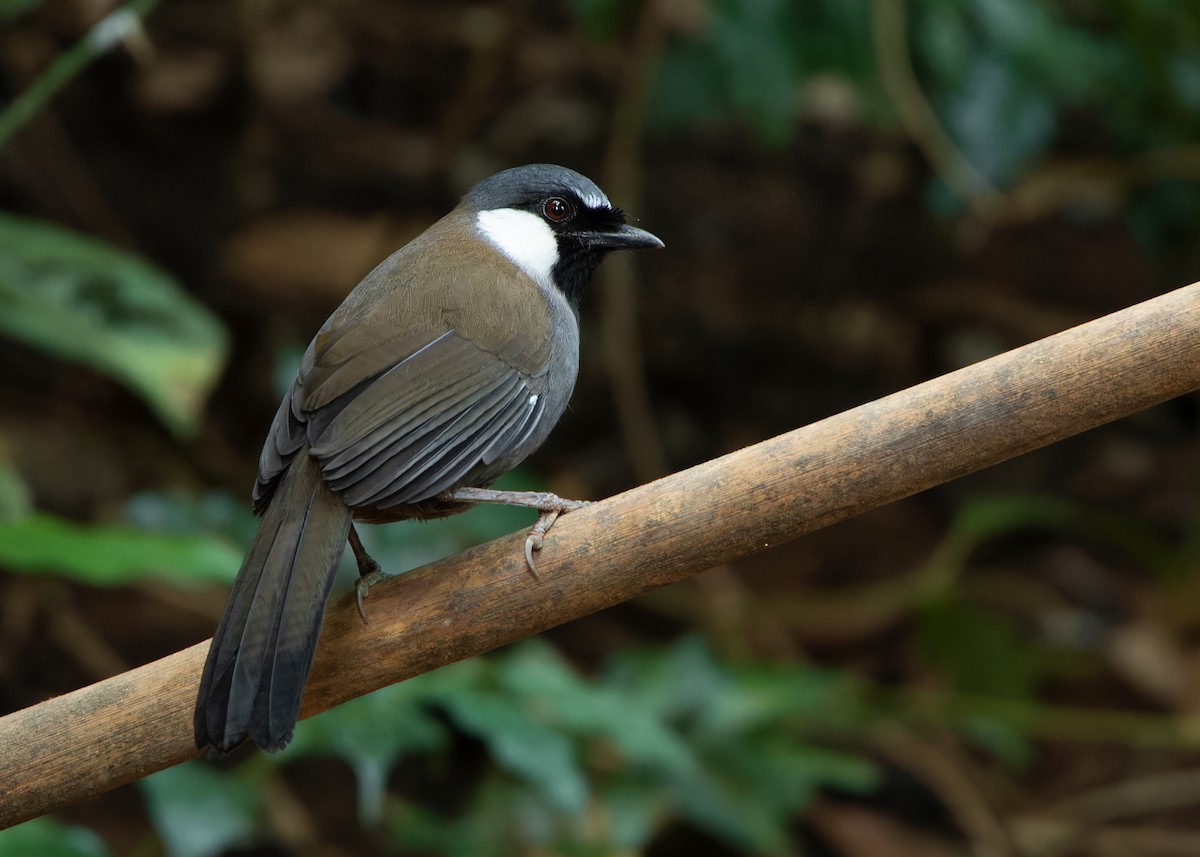 Black-throated Laughingthrush - ML620814533