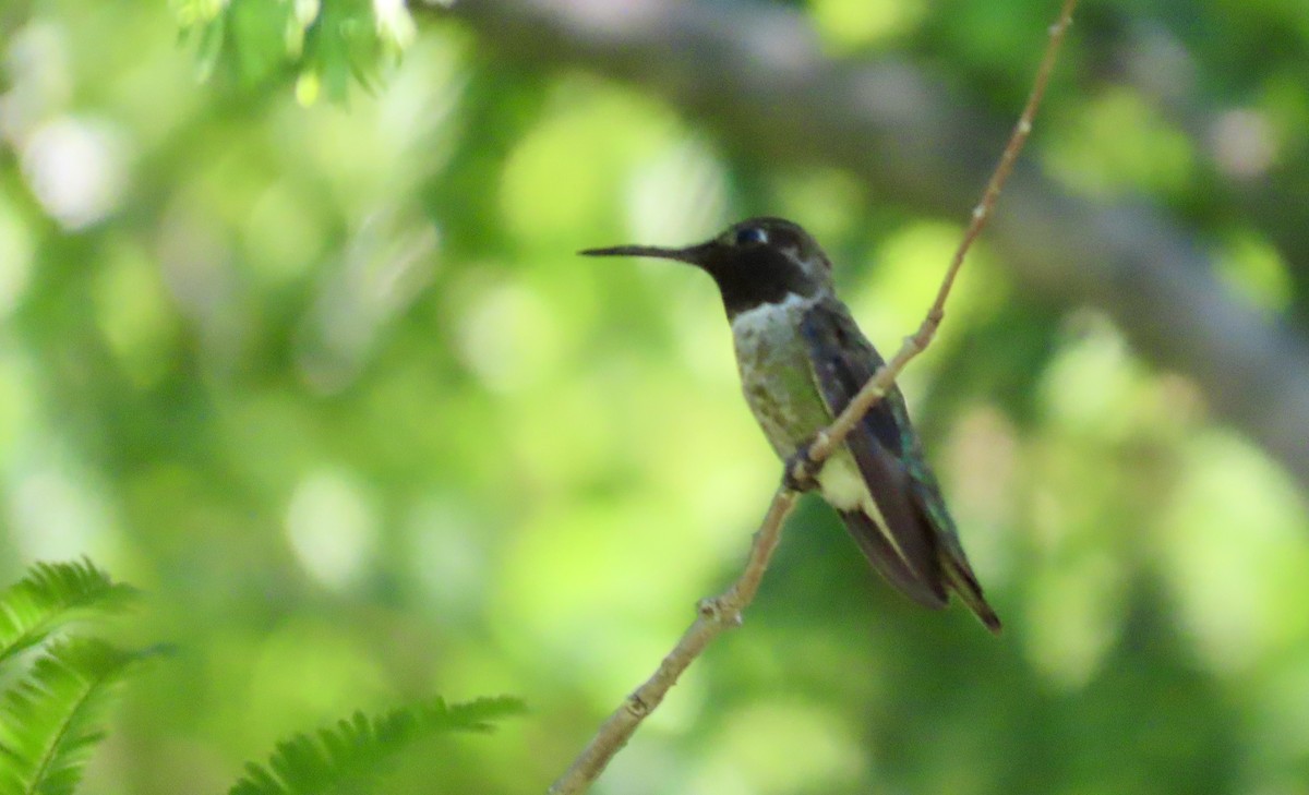 Anna's Hummingbird - Petra Clayton