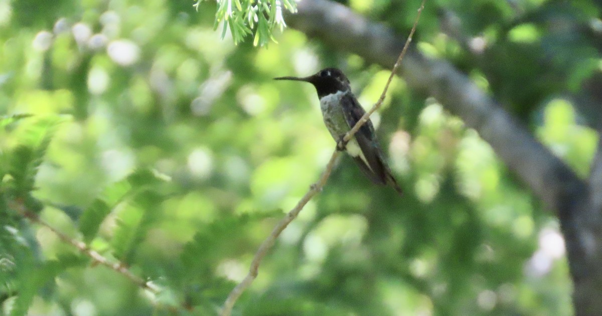 Anna's Hummingbird - ML620814537