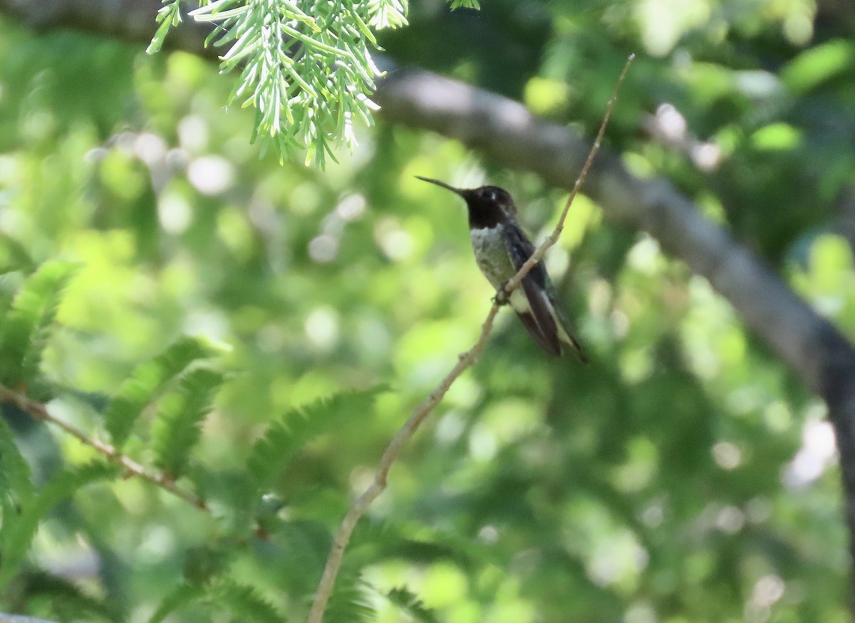 Anna's Hummingbird - ML620814539