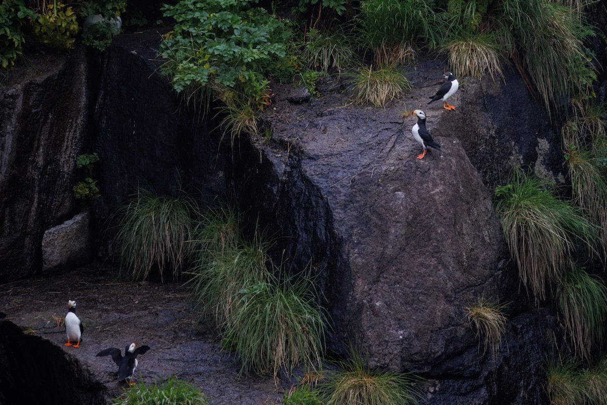 Horned Puffin - ML620814541