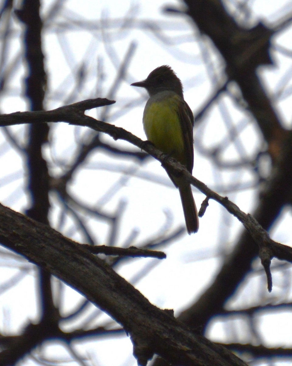 Great Crested Flycatcher - ML620814589
