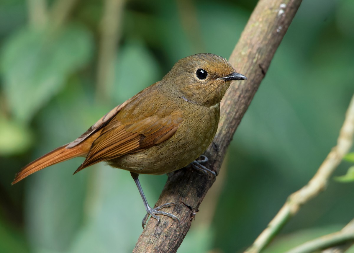 Rufous-bellied Niltava - ML620814602