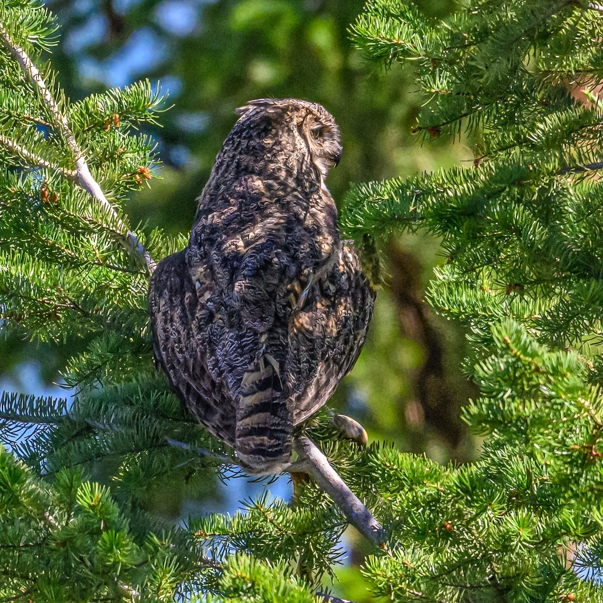 Great Horned Owl - ML620814613