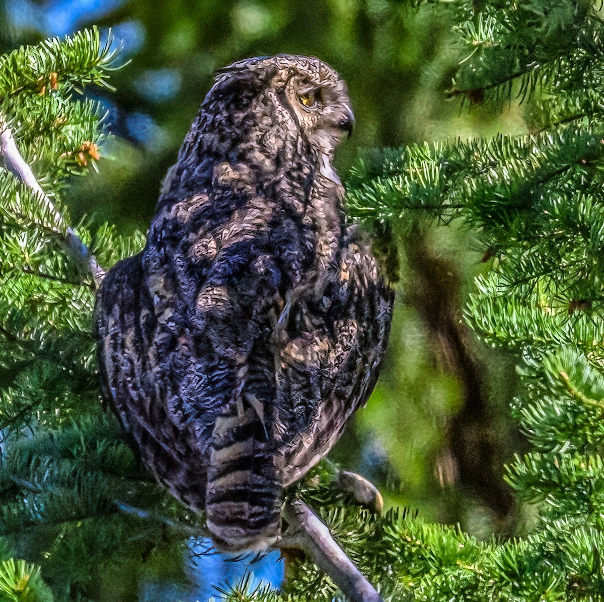 Great Horned Owl - ML620814618