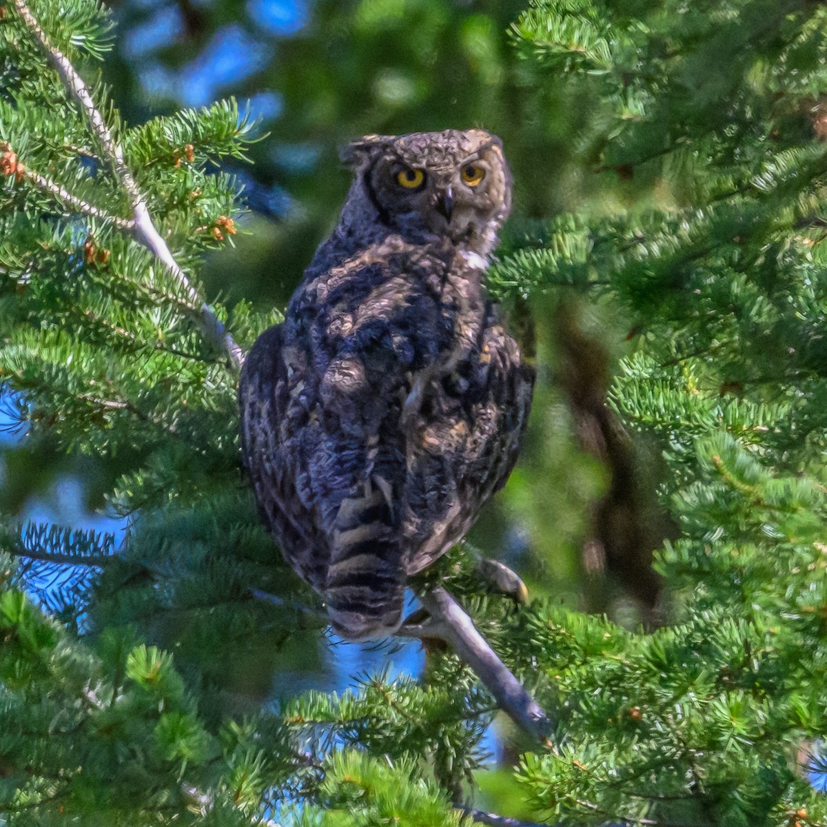 Great Horned Owl - ML620814622