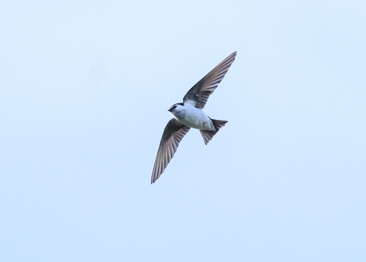 Violet-green Swallow - ML620814636