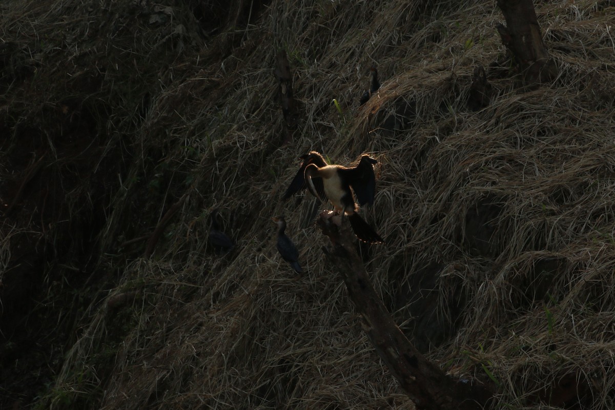 African Darter - ML620814656