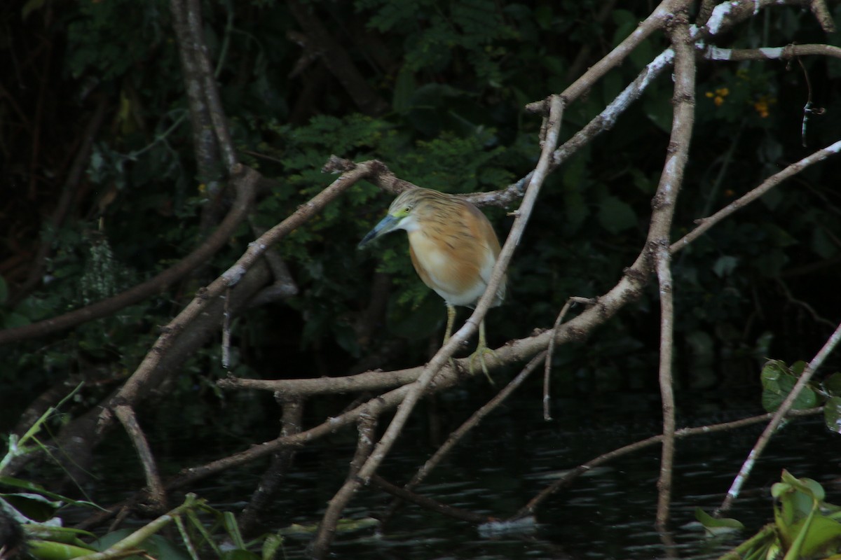 Squacco Heron - ML620814690