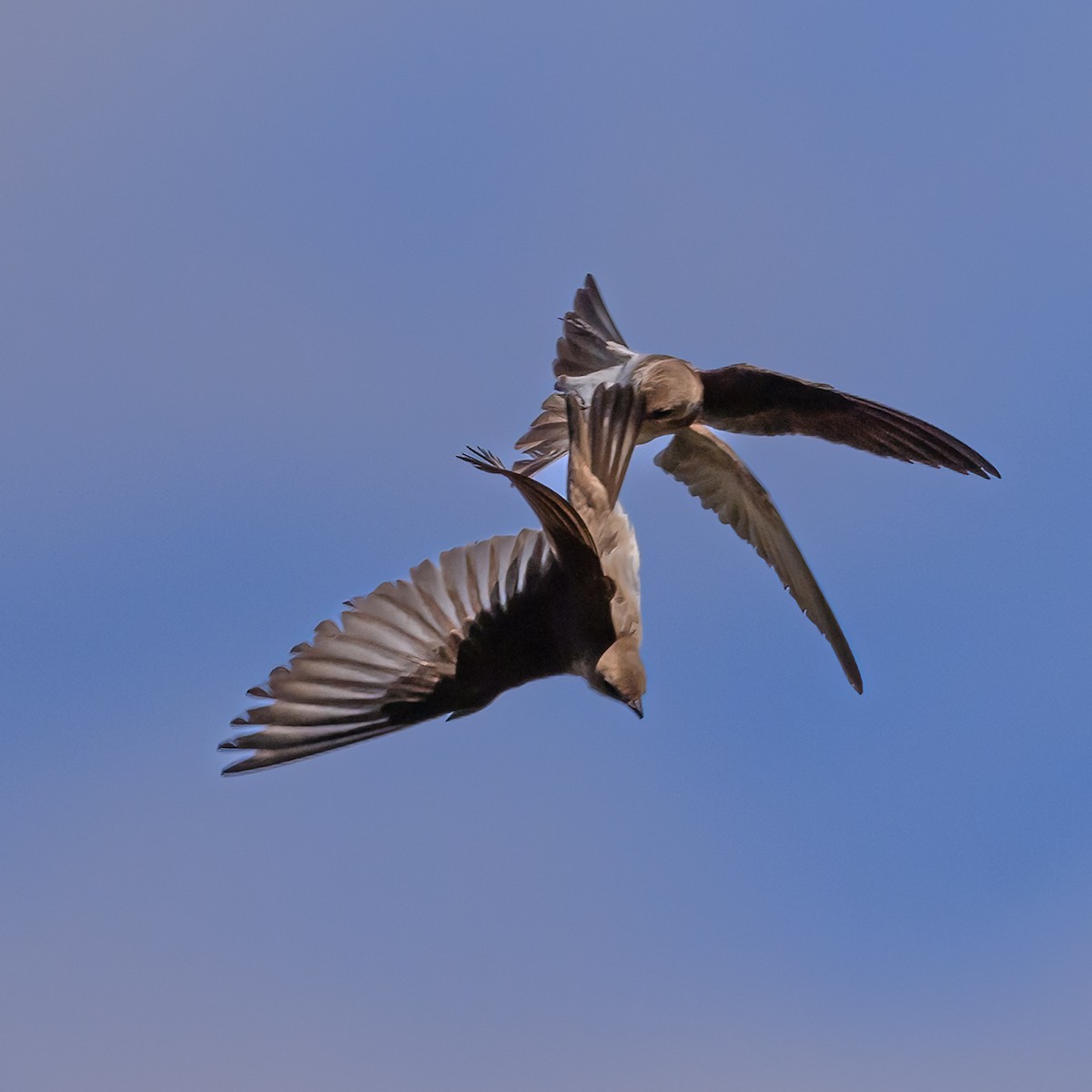 Northern Rough-winged Swallow - ML620814691