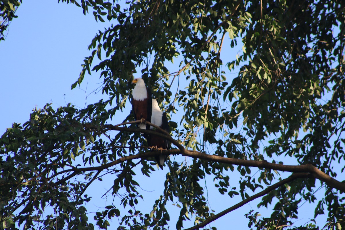 African Fish-Eagle - ML620814702