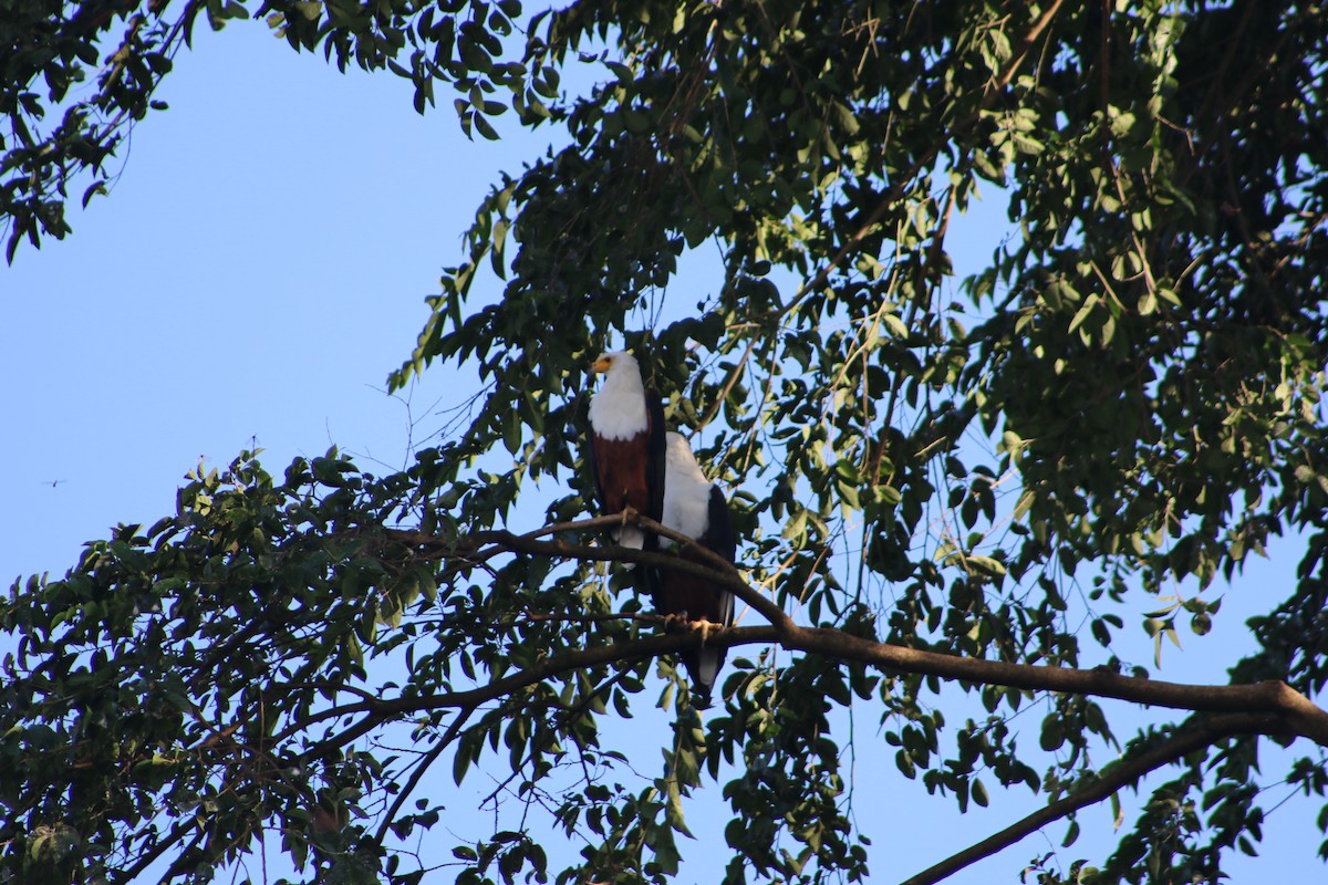 African Fish-Eagle - ML620814703
