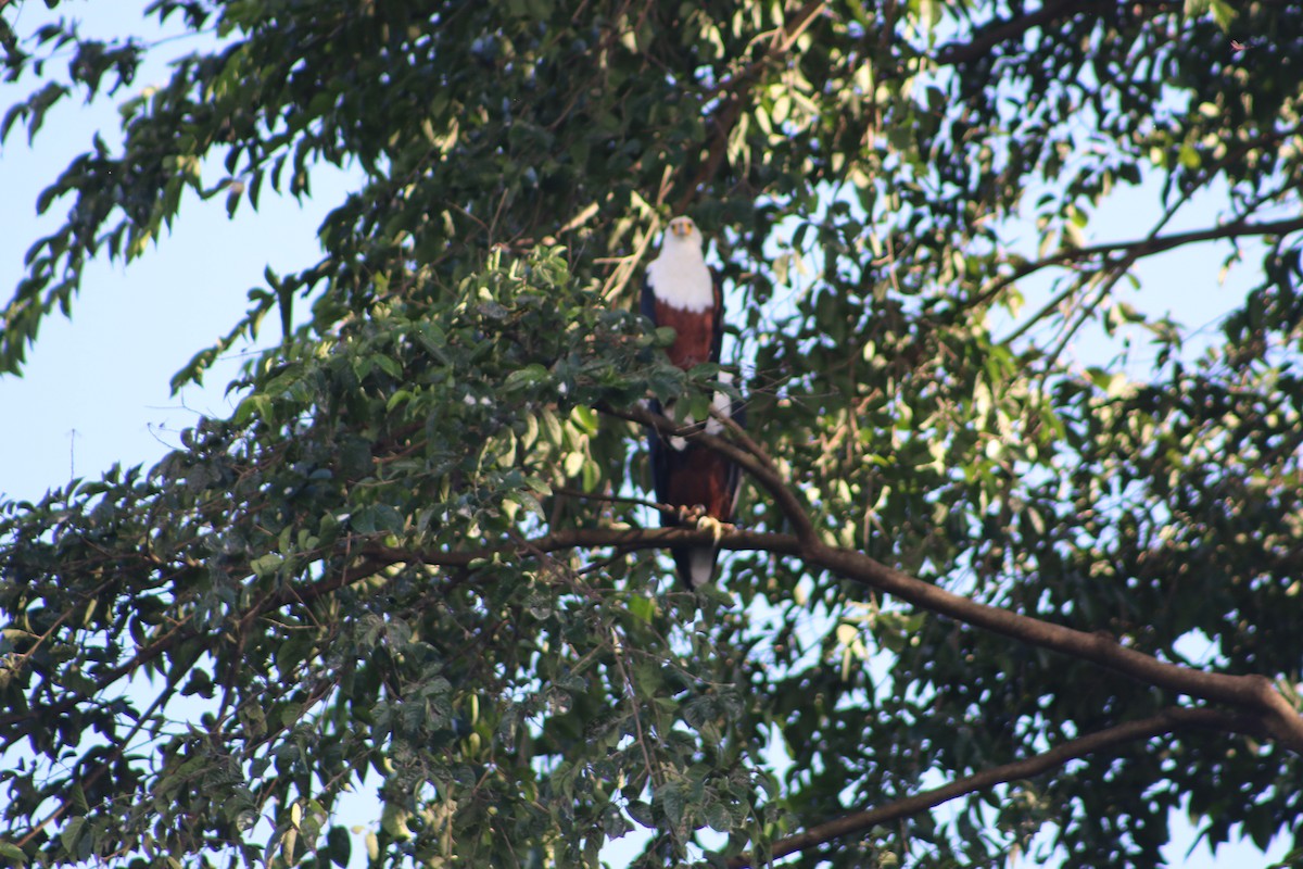 African Fish-Eagle - ML620814707