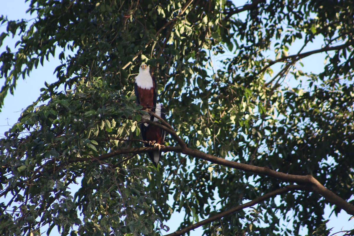 African Fish-Eagle - ML620814709