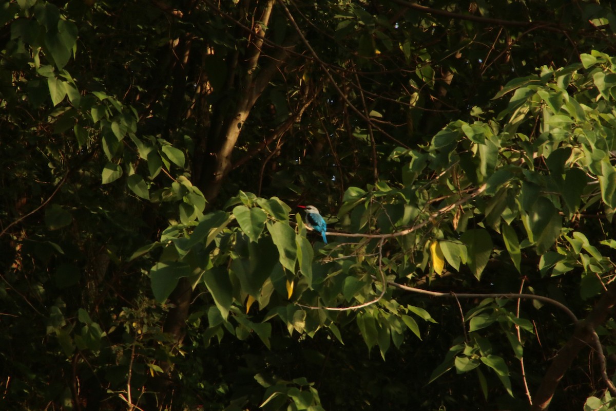Woodland Kingfisher - Aidan Kingsbury