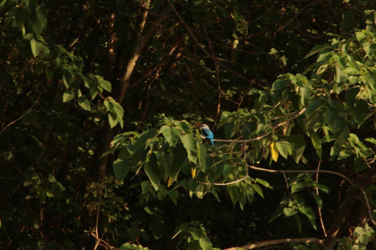 Woodland Kingfisher - ML620814723