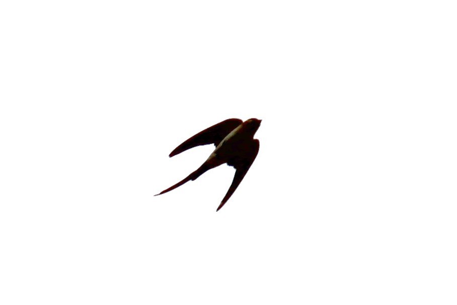 Red-rumped Swallow - ML620814729