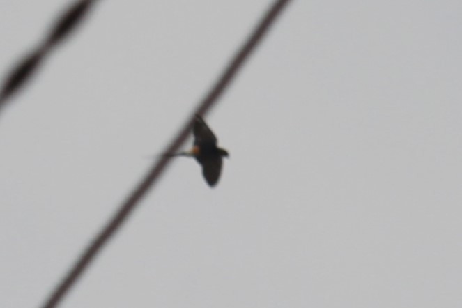 Red-rumped Swallow - ML620814733
