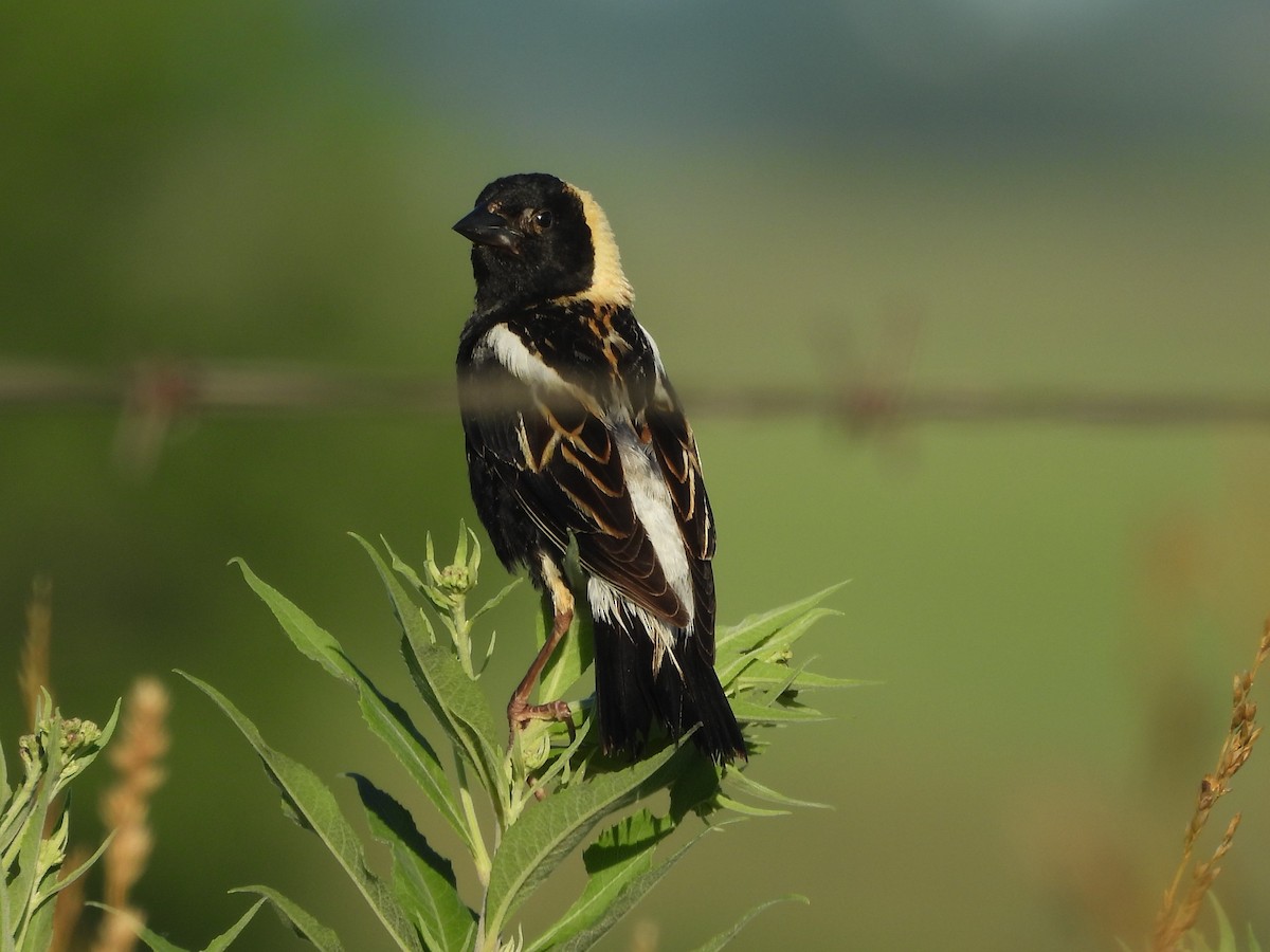 Bobolink - ML620814757