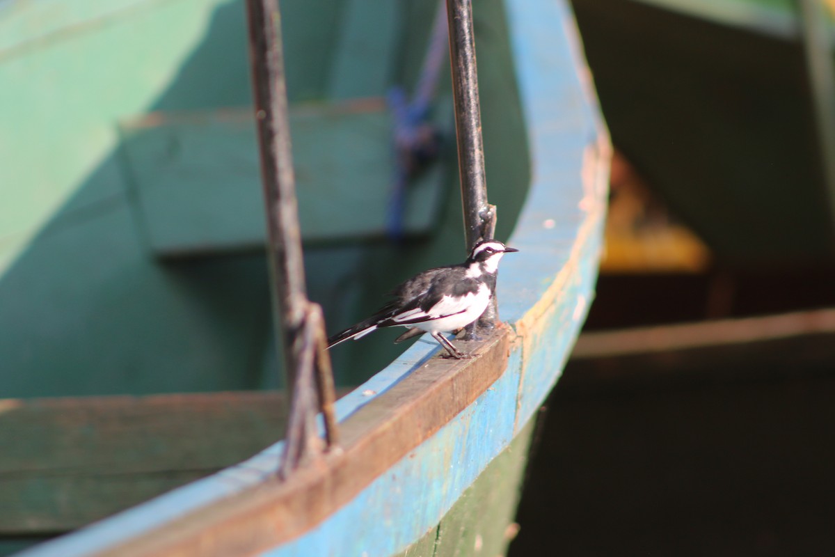 African Pied Wagtail - ML620814758