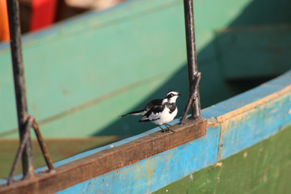 African Pied Wagtail - ML620814759