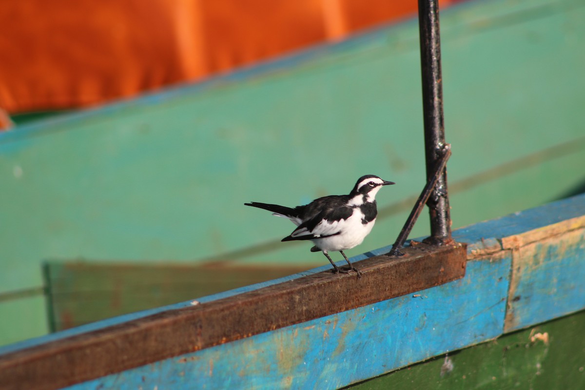 African Pied Wagtail - ML620814760