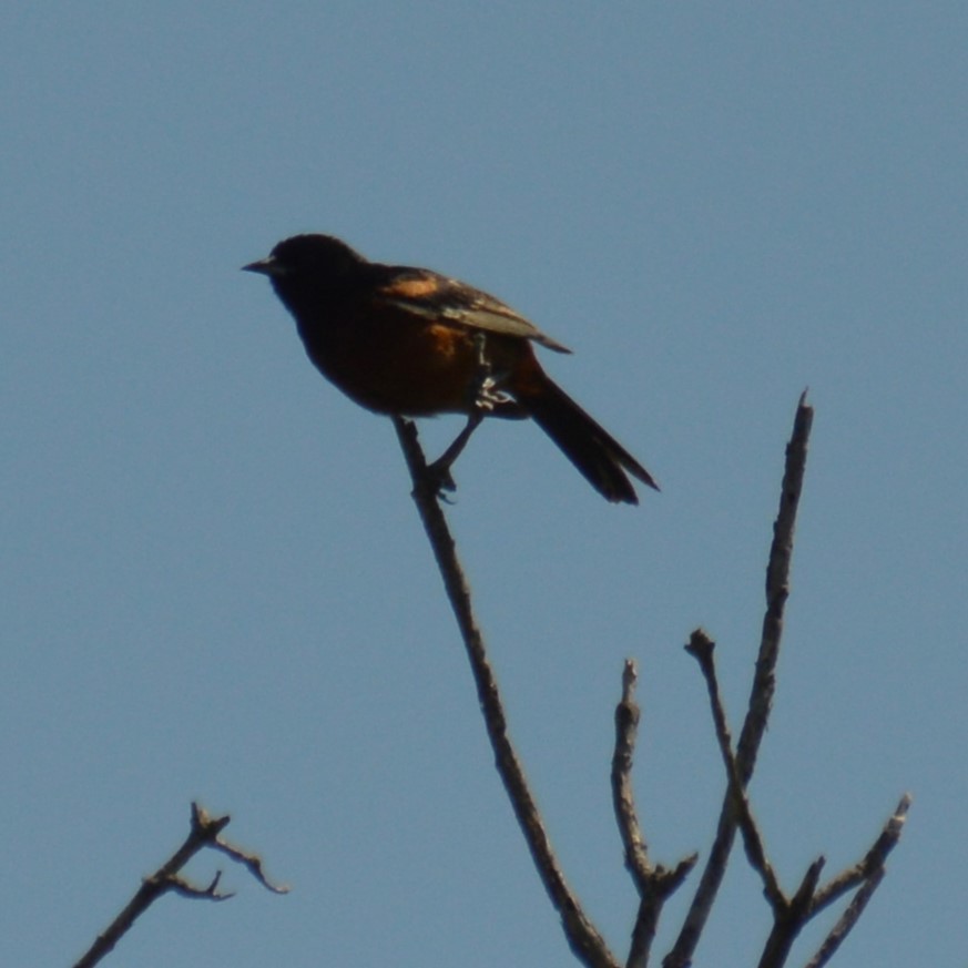 Orchard Oriole - ML620814794