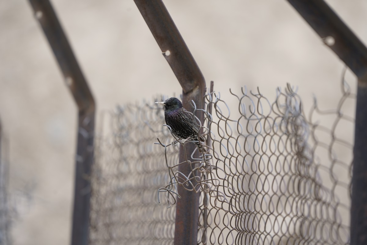 European Starling - Chamba Phuntsog