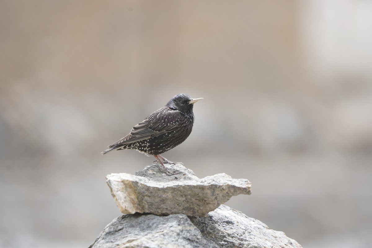 European Starling - ML620814807