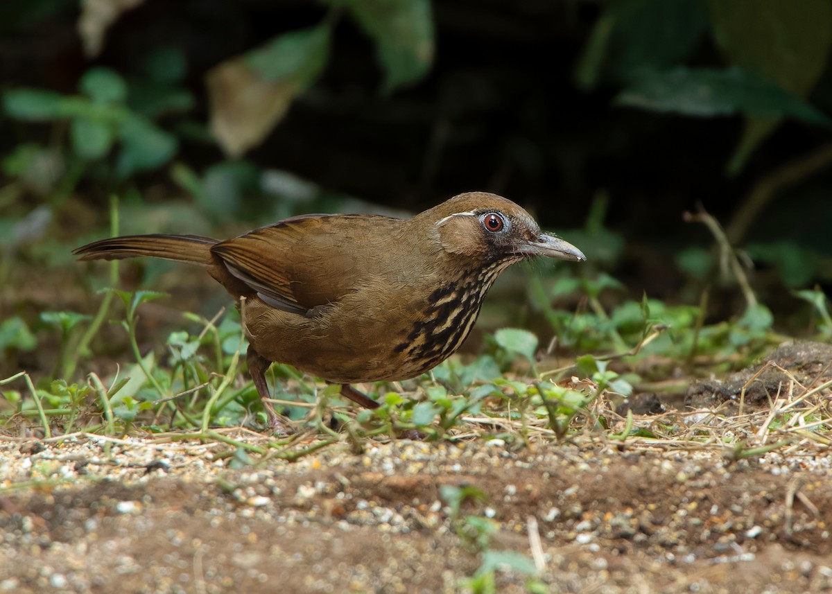 Spot-breasted Laughingthrush - ML620814828