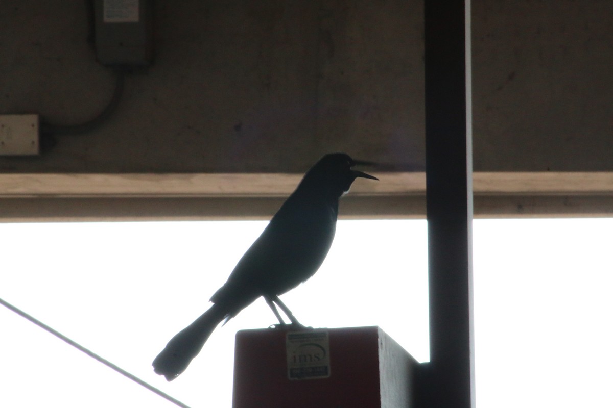 Boat-tailed Grackle - ML620814841