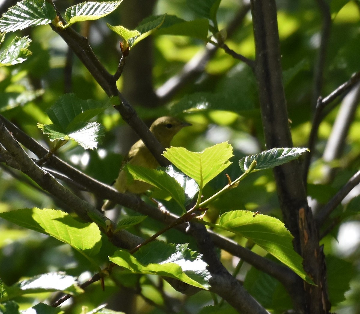 Orange-crowned Warbler (orestera) - ML620814843