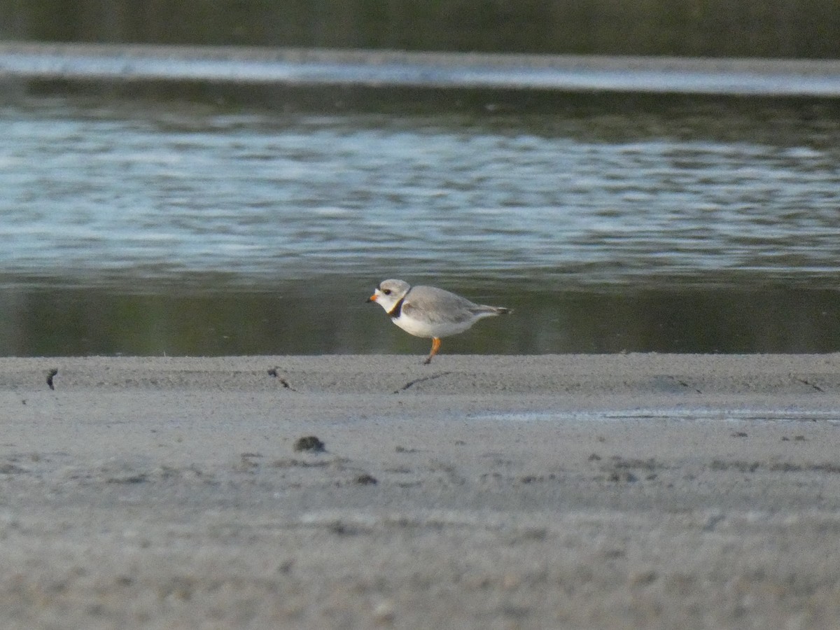Piping Plover - ML620814864