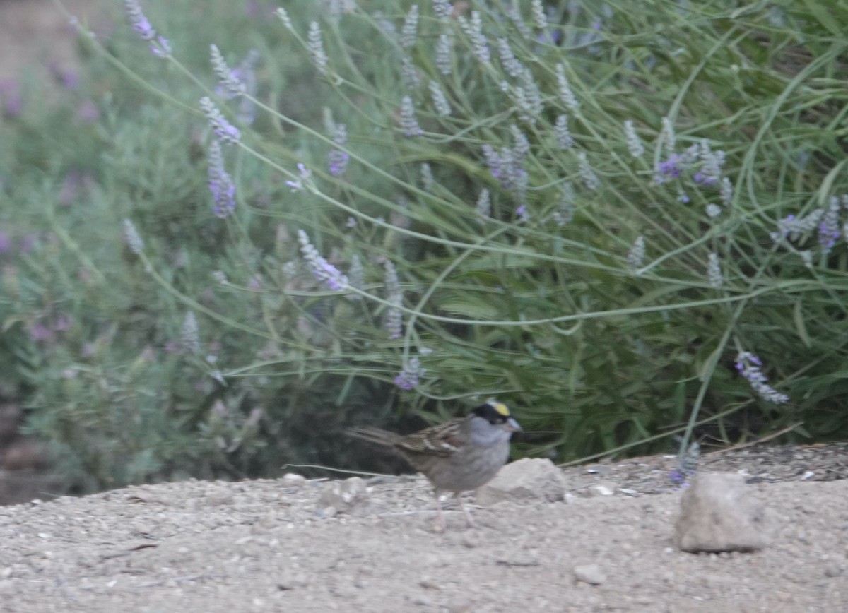 Golden-crowned Sparrow - ML620814868
