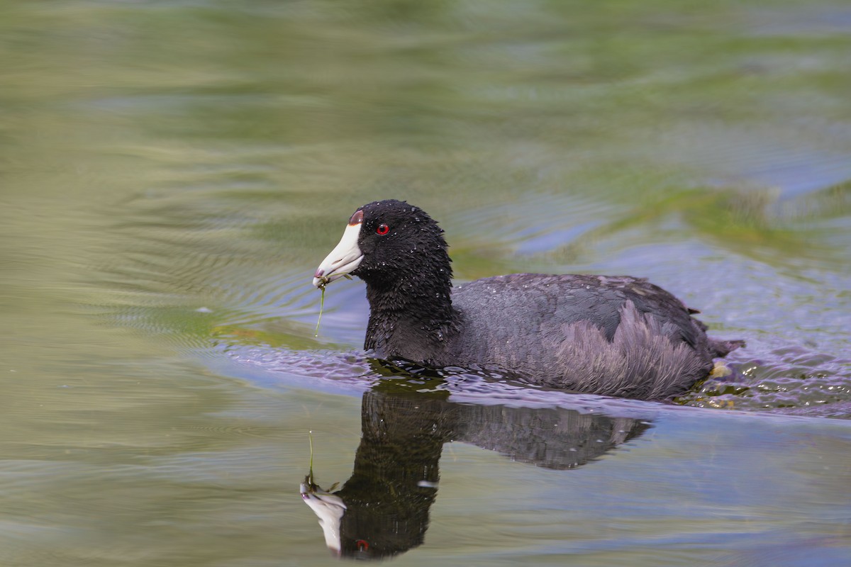 American Coot - Anne Spiers