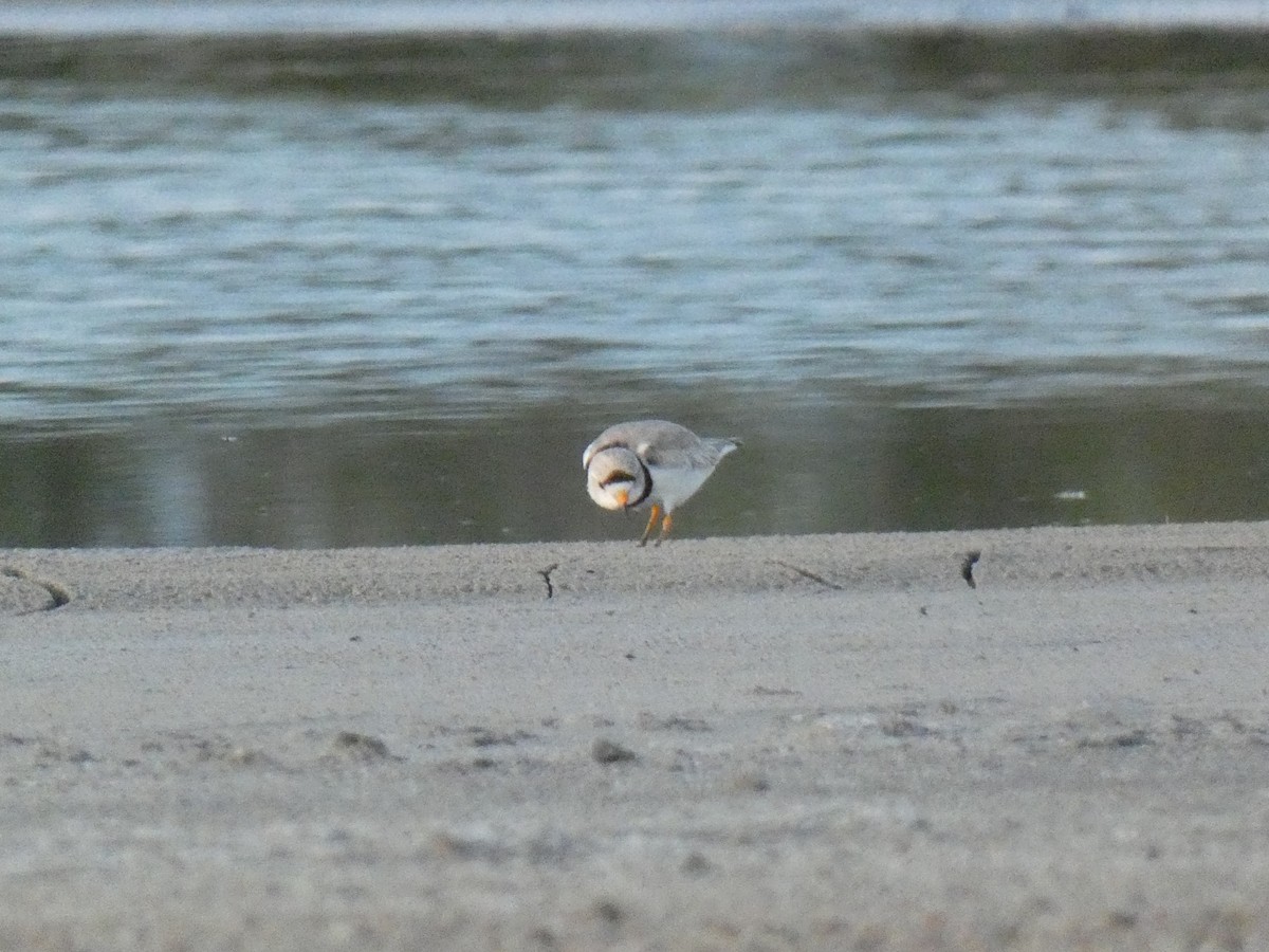 Piping Plover - ML620814879