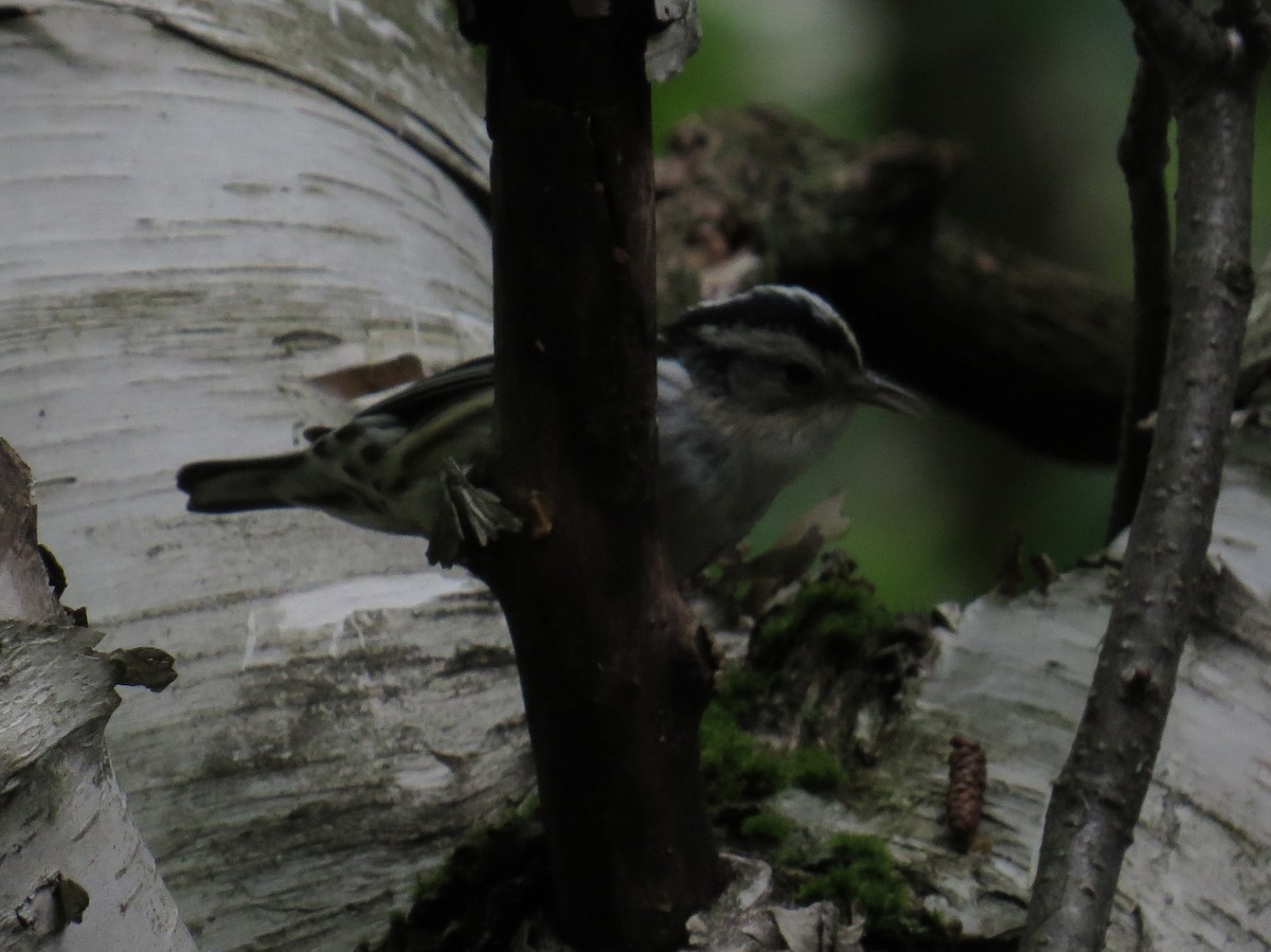 Black-and-white Warbler - ML620814900