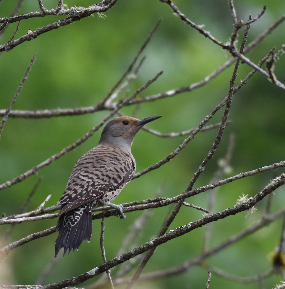 Northern Flicker (Red-shafted) - ML620814912