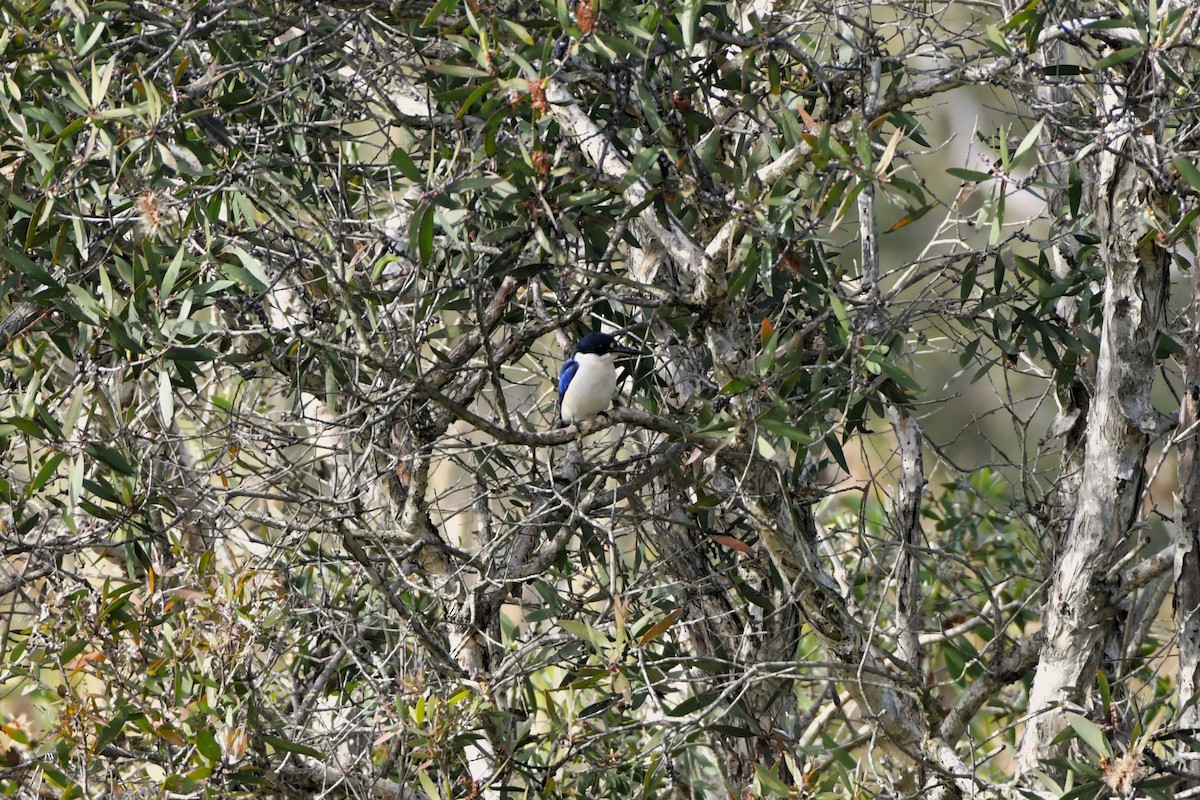 Forest Kingfisher - ML620814915