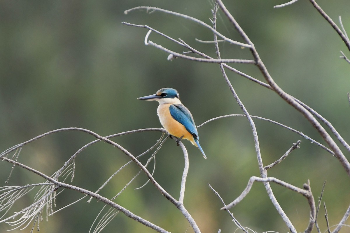 Sacred Kingfisher (Australasian) - ML620814916